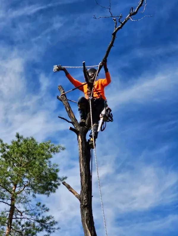 Devora climber at the top of a tree trunk